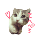 猫の山葵です（個別スタンプ：6）
