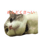 猫の山葵です（個別スタンプ：7）