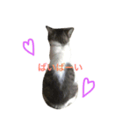 猫の山葵です（個別スタンプ：9）