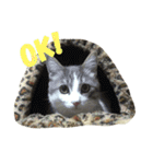 猫の山葵です（個別スタンプ：12）