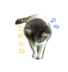 猫の山葵です（個別スタンプ：13）
