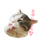 猫の山葵です（個別スタンプ：14）