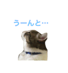 猫の山葵です（個別スタンプ：15）