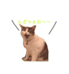 猫の山葵です（個別スタンプ：16）