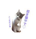 猫の山葵です（個別スタンプ：18）