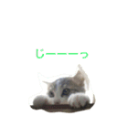 猫の山葵です（個別スタンプ：19）