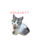 猫の山葵です（個別スタンプ：20）