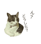 猫の山葵です（個別スタンプ：21）