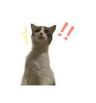 猫の山葵です（個別スタンプ：23）