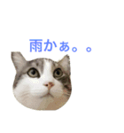 猫の山葵です（個別スタンプ：25）