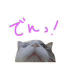 猫の山葵です（個別スタンプ：26）