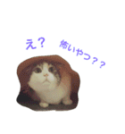 猫の山葵です（個別スタンプ：28）