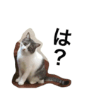 猫の山葵です（個別スタンプ：30）