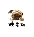 Pug is cute,His name is weiwei.（個別スタンプ：1）