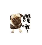 Pug is cute,His name is weiwei.（個別スタンプ：2）