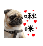 Pug is cute,His name is weiwei.（個別スタンプ：4）