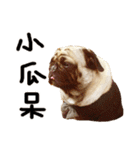 Pug is cute,His name is weiwei.（個別スタンプ：5）