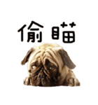 Pug is cute,His name is weiwei.（個別スタンプ：7）