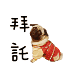 Pug is cute,His name is weiwei.（個別スタンプ：8）