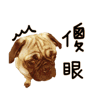 Pug is cute,His name is weiwei.（個別スタンプ：10）