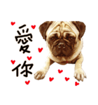 Pug is cute,His name is weiwei.（個別スタンプ：11）