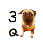 Pug is cute,His name is weiwei.（個別スタンプ：12）