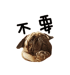 Pug is cute,His name is weiwei.（個別スタンプ：14）