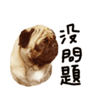 Pug is cute,His name is weiwei.（個別スタンプ：15）