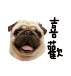 Pug is cute,His name is weiwei.（個別スタンプ：16）