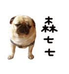 Pug is cute,His name is weiwei.（個別スタンプ：17）