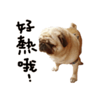 Pug is cute,His name is weiwei.（個別スタンプ：18）