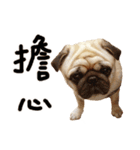 Pug is cute,His name is weiwei.（個別スタンプ：19）