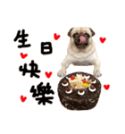 Pug is cute,His name is weiwei.（個別スタンプ：20）