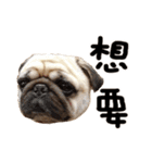 Pug is cute,His name is weiwei.（個別スタンプ：21）