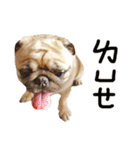 Pug is cute,His name is weiwei.（個別スタンプ：22）