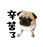 Pug is cute,His name is weiwei.（個別スタンプ：23）