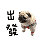 Pug is cute,His name is weiwei.（個別スタンプ：24）