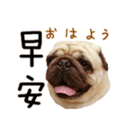 Pug is cute,His name is weiwei.（個別スタンプ：25）