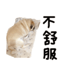 Pug is cute,His name is weiwei.（個別スタンプ：26）