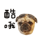 Pug is cute,His name is weiwei.（個別スタンプ：27）