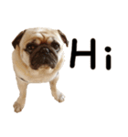 Pug is cute,His name is weiwei.（個別スタンプ：28）