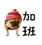 Pug is cute,His name is weiwei.（個別スタンプ：29）