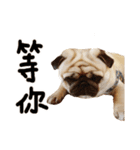 Pug is cute,His name is weiwei.（個別スタンプ：30）