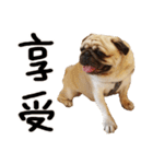 Pug is cute,His name is weiwei.（個別スタンプ：31）