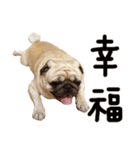 Pug is cute,His name is weiwei.（個別スタンプ：32）