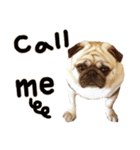 Pug is cute,His name is weiwei.（個別スタンプ：33）