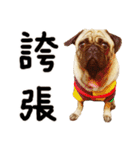 Pug is cute,His name is weiwei.（個別スタンプ：34）