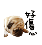 Pug is cute,His name is weiwei.（個別スタンプ：35）