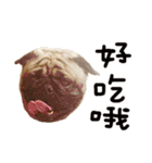 Pug is cute,His name is weiwei.（個別スタンプ：36）