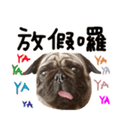 Pug is cute,His name is weiwei.（個別スタンプ：38）